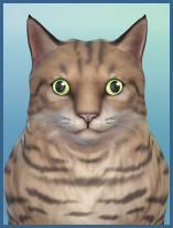 ansehen American Bobtail Abby Erwachsen